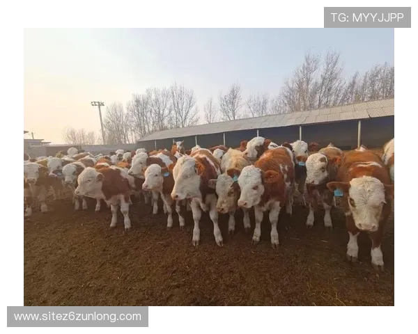 畅游尊龙凯时官方登录，体验高质量娱乐场所的乐趣